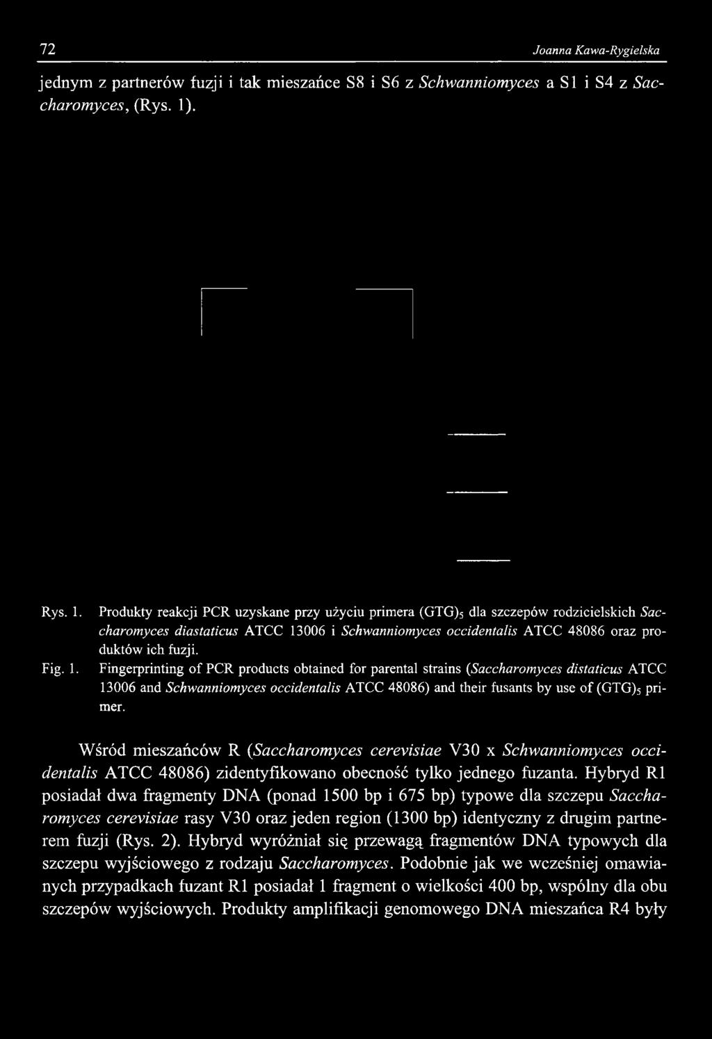 Fingerprinting of PCR products obtained for parental strains (Saccharomyces distaticus ATCC 13006 and Schwanniomyces occidentalis ATCC 48086) and their fusants by use of (GTG)5 primer.