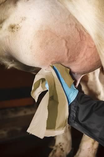 Dój automatyczny a Mastitis Główne drogi przenoszenia patogenów zakaźnych ręce dojarza ryzyko wyeliminowane kubki udojowe jeżeli nie jest zachowany reżim higieniczny robota ( Svennsen i wsp.