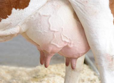 Interwały udojowe a zdrowie wymienia Zwiększona częstotliwość dojów zmniejsza frekwencję mastitis obniża zawartość KS (Berglund i wsp., 2002, Hovinen i wsp., 2011).