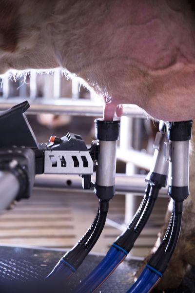 Dój automatyczny - komfort Bez udziału człowieka Istotny element stresu udojowego Powtarzalne i identyczne rutyny Poczucie bezpieczeństwa i komfort Robot nie ma złych dni Dój indywidualny Osobno