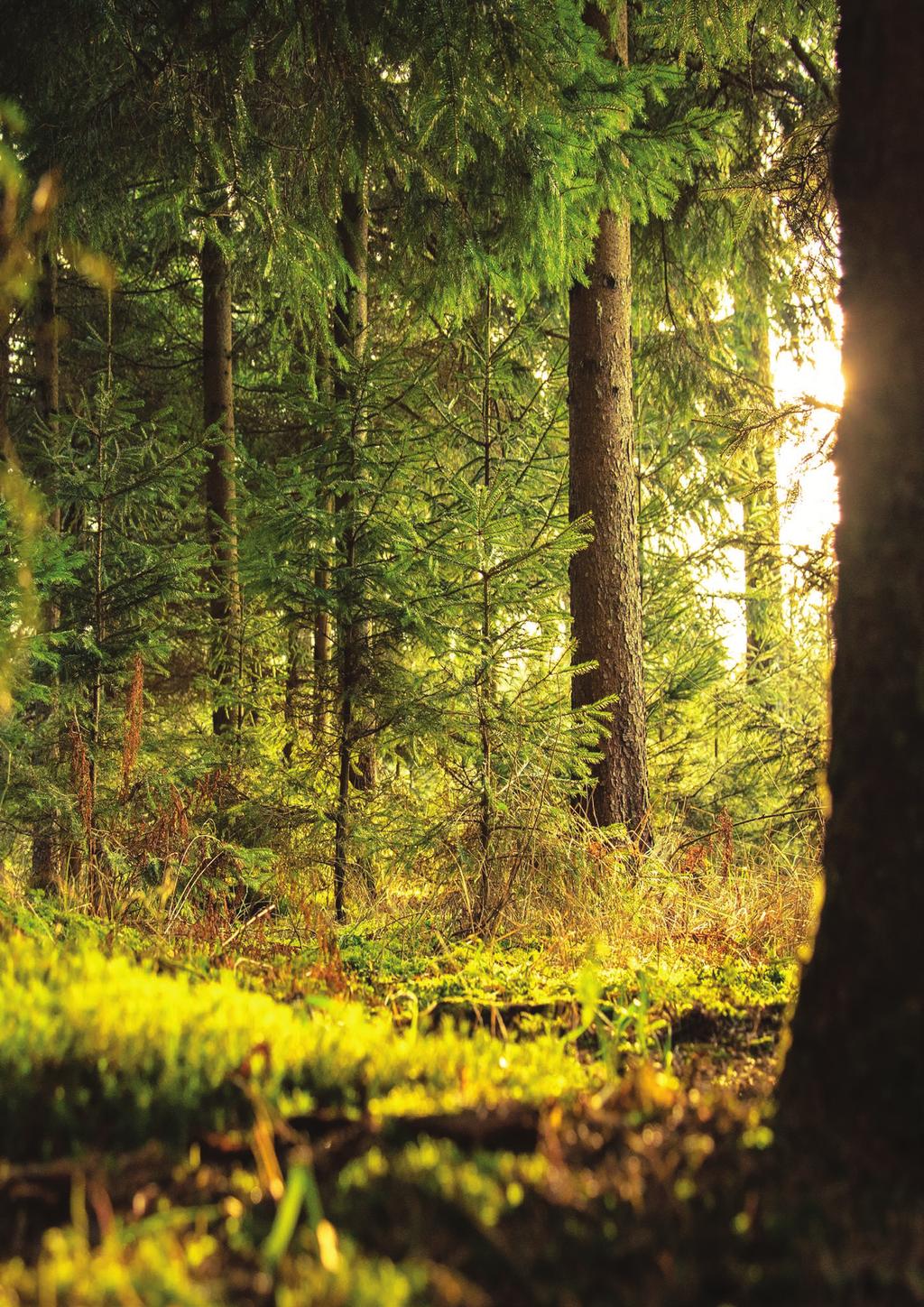 PrOjeKT GO GreeN Paliwo to podstawa każdego przemysłu, a czyste środowisko to największa troska naszego społeczeństwa.