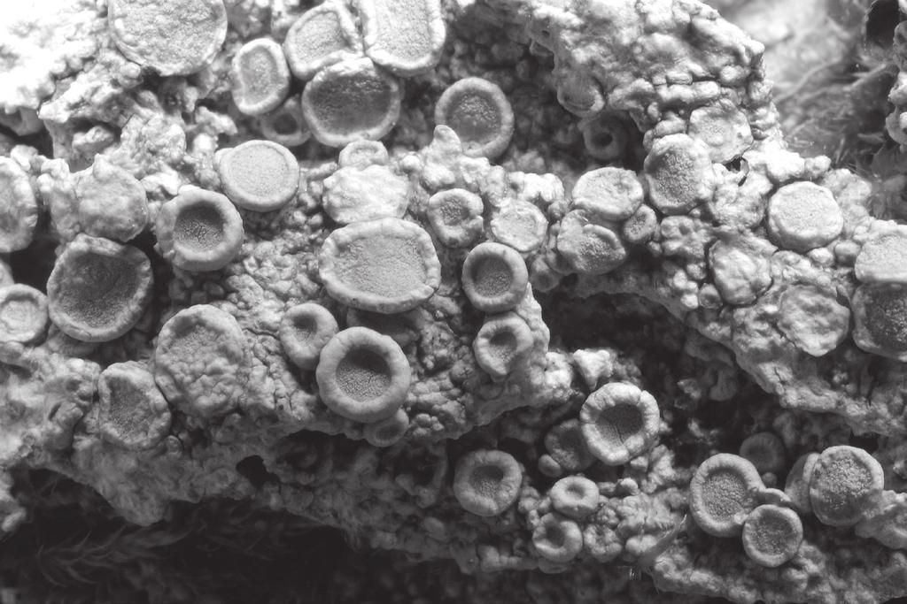 268 ROCZNIKI BIESZCZADZKIE 26 (2018) Ryc. 1. Ochrolechia pallescens na korze jawora (fot. R. Kościelniak).