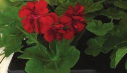 pl/aplikacja-netto/ Pobierz aplikację www.netto.pl Oferta handlowa na tydzień 16/19. Ważna od 15.04 do 20.04.2019 r. i od 18.04 do 20.04.2019r.