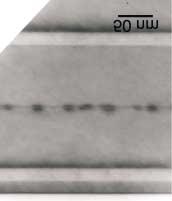 Zak³ad Badañ Materia³ów i Struktur... 3 Sample S172 (790) GaAs AlAs GaAs InAs QS (no InGaAs cup) GaAs AlAs 20 nm 20 nm 10