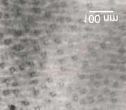 layer 10