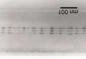4 Zak³ad Badañ Materia³ów i Struktur... mniejsza ni w heterostrukturze z przykrywkow¹ warstw¹ In 0,15 Ga 0,85 As (ok. 450 500/µm 2 ).