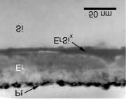 6a jest pokazany przekrój struktury Pt/Er/Si/SiO 2/ Si przed wygrzaniem. Gruboœæ warstw Pt i Er wynosi odpowiednio 10 nm i 40 nm. Na rys.