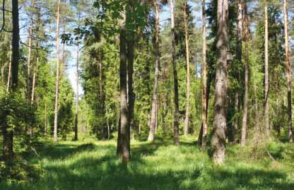 Puszcza Dulowska Ślady bobrów w Puszczy Dulowskiej na, borówka brusznica oraz wrzos zwyczajny.