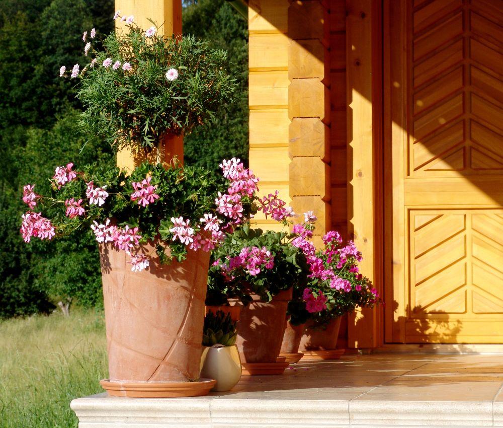 Pelargonie w donicach - kolorowa dekoracja balkonów Pochodzące z Afryki Południowej pelargonie często zdobią nasze ogrody, tarasy i przydomowe ogródki.