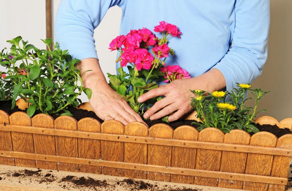 Najlepszym podłożem na hodowanie pelargonii są lekkie, przepuszczalne i próchnicze mieszanki, gleba powinna mieć obojętny odczyn.