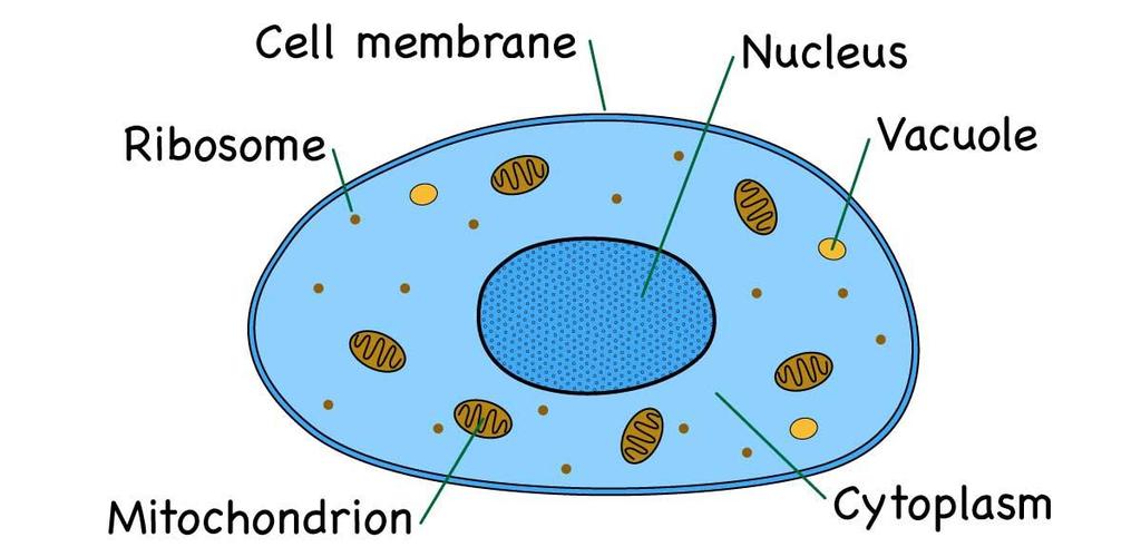 schemat Komórka