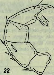 oenike, 1886 (rys.