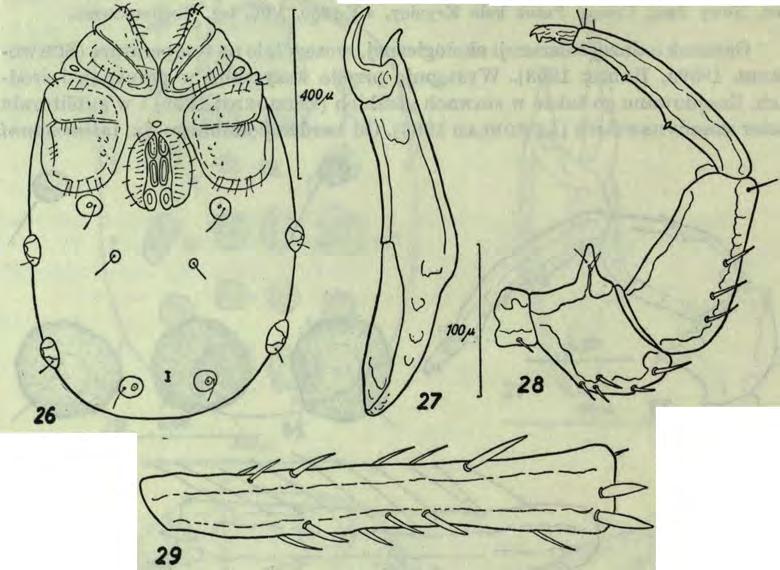 448 E. Biesiadka 12 E ys. 26-29. Sperchon thienem anni K o e n., <?: 26 strona brzuszna, 27 chelicera, 28 nogogłaszczek, 29 4. człon IV p ary odnóży.