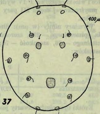 452 E. Biesiadka 16 I v_ 37 36 looyu Rys. 36-38. Dartia longipora W a lt., d : 36 strona brzuszna, 37 strona grzbietowa, 38 nogogłaszczek.