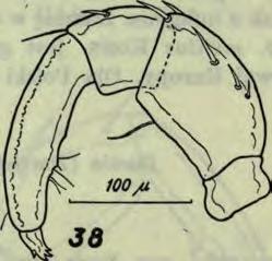 p.m., 21 X 1969, 3 <?<?, 4 99- Nie podaję szczegółowych opisów przedstawicieli rodzajów Lebertia N e u m. i Torrenticola P ie r s.