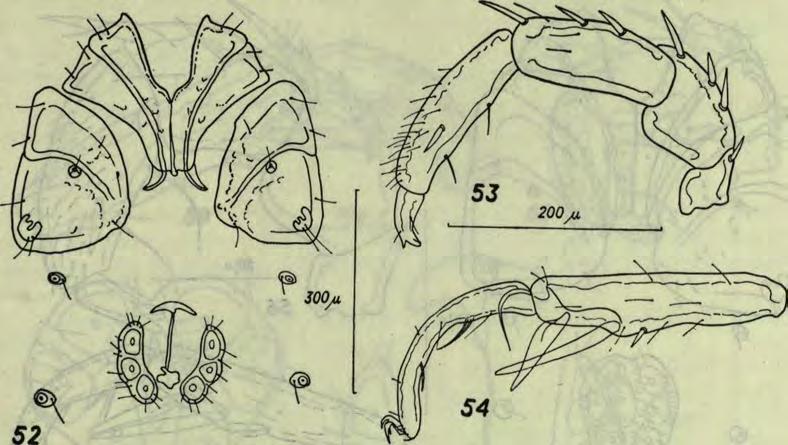 diastema (S z a l a y ) znany był dotychczas z Węgier i Francji. Dla Polski nowy. Atractides (Atractides) fluviatilis (S z a l a y, 1929) (rys. 55-57) Stanow isko: pow.