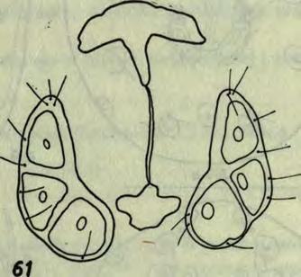 nodipalpis (Thor), który w okolicy Poznania występuje dość licznie (B iesiadka 1972a).