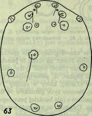 ciała 625, szerokość 425; długość pola