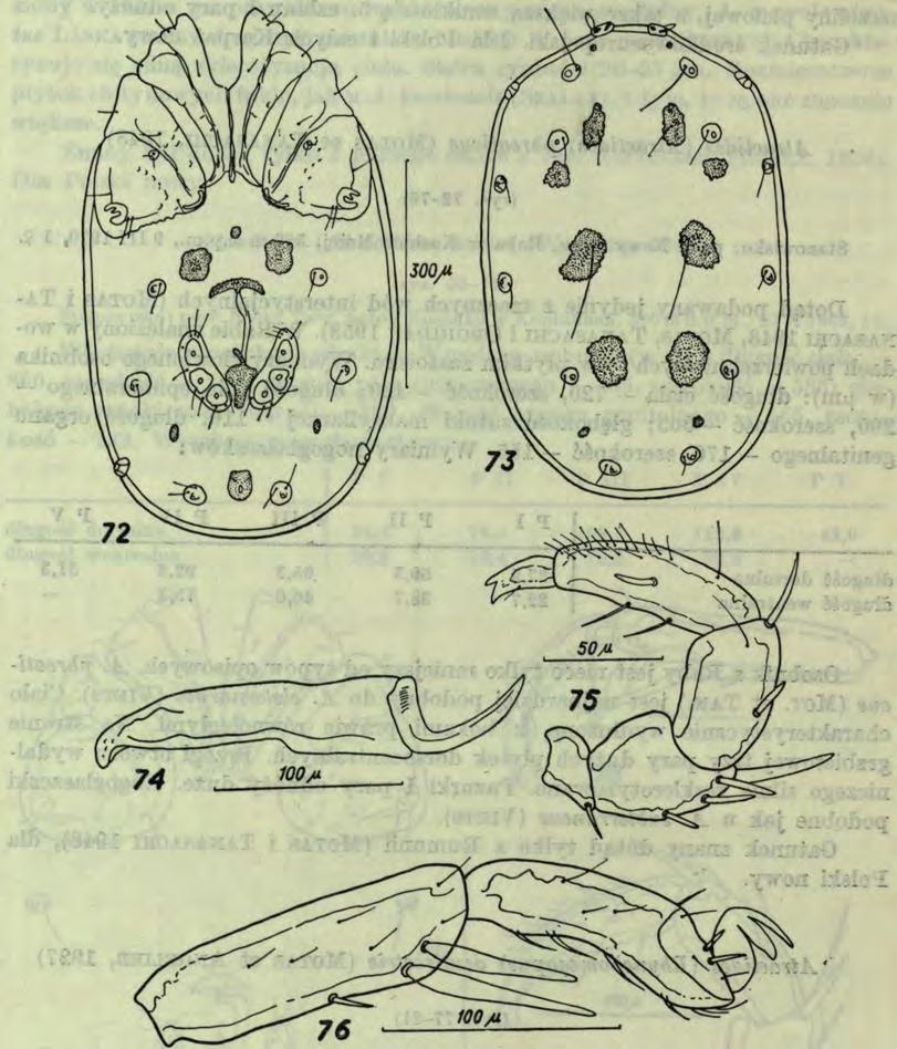 468 E. Biesiadka 32 Rys. 72-76. Atractides phreaticus (Mot. et Tan.