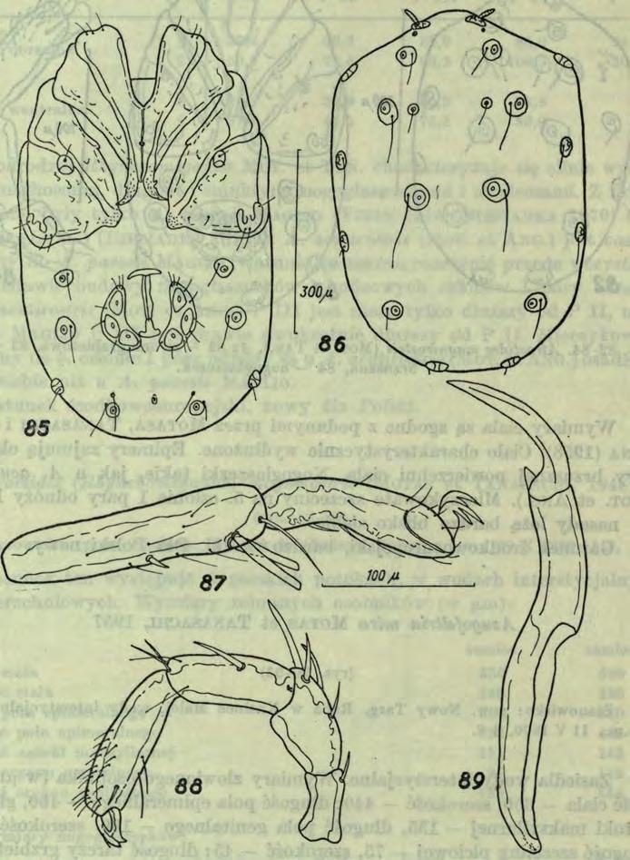 472 E. Biesiadka 36 Rys. 85-89. Atractides magnirostris (M o t. et T a n.