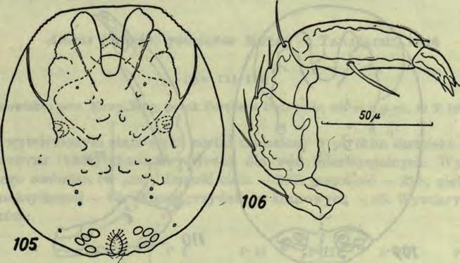 A xonopsis gracilis (Piebs.