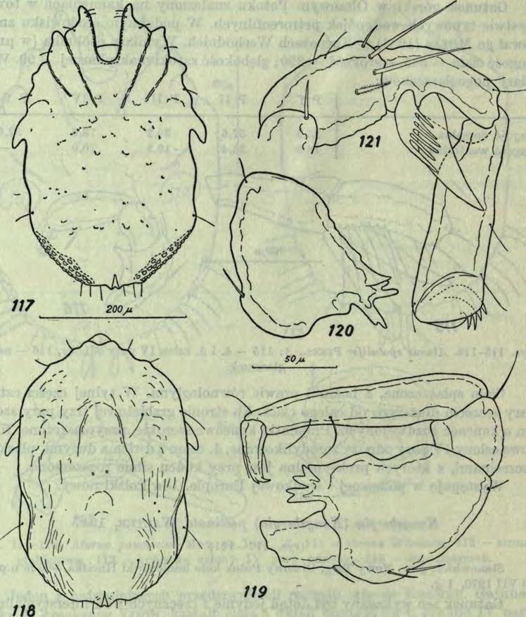 482 E. Biesiadka 46 121 117 2 0 0 yu \ ^ / \, ^ / no SOyU 11Q 119 Rys.^117-121. Kongsbergia pectinata W a l t.