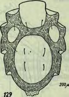 Acariens (Hydrachnellae et Porohalacaridae) des eaux superficielles. Yie et Milieu, Paris, 5: 74-148, 108 ff. A n g e l i e k E., D e c a m p s H., R e t J. 1963.