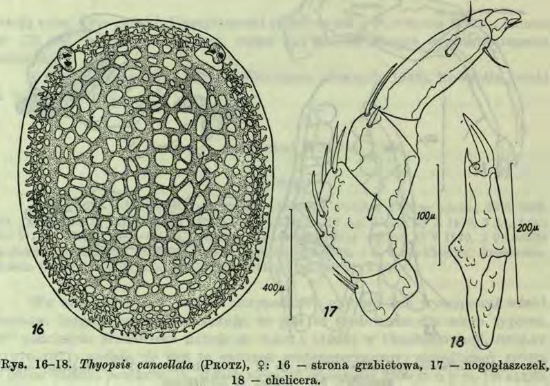 444 E. Biesiadka 8 Dość powszechnie sądzono, że P. steinmanni W a l t. jest synonimem P. angusta ( K o e n.), dopiero B a d e r (1962) rozdzielił ostatecznie te dwa bliskie gatunki.