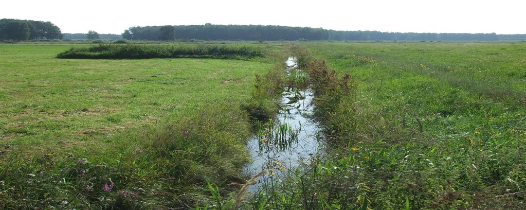 TORFOWO-MURSZOWYCH W SKŁADNIKI ZASADOWE CZYNNIKIEM