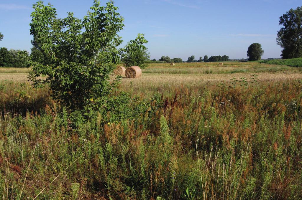 Gatunki inwazyjne w dolinie środkowej Warty 81 W większości są to powierzchnie suche, które znajdują się poza zasięgiem wód powodziowych.