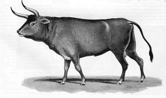 CHARACTERISTICS OF THE EUROPEAN RED BREEDS AFFILIATED WITH THE ERDB Summary The European Red Dairy Breed (ERDB) dates back to 1992, when Angler and Danish Red breeders expressed their willingness to