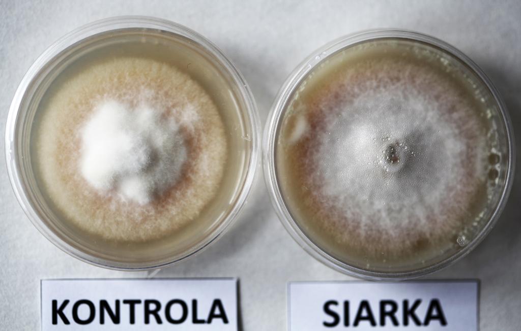 Fot. 6 Obraz rozwoju grzybni kontrolnej w porównaniu z grzybnia rozwijająca się na mono mineralnym podłożu z czystej siarki Wyniki badań wskazują, że wszystkie użyte minerały, spowodowało