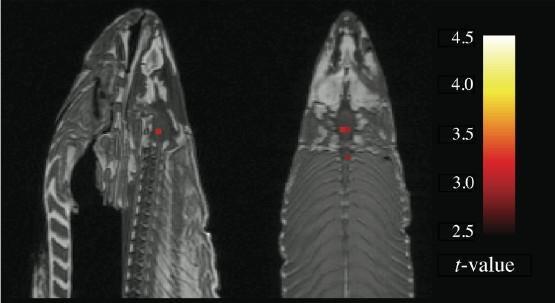 processing danych fmri: 4.