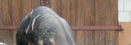 Ocena jakości ozorów wieprzowych, wołowych i dzików Okanović D. (2015). Physical and chemical characteristics of edible offal from free-range reared Swallow- Belly Mangalica pigs. Acta Aliment.