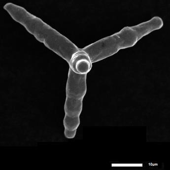 Analityki i Nanodiagnostyki