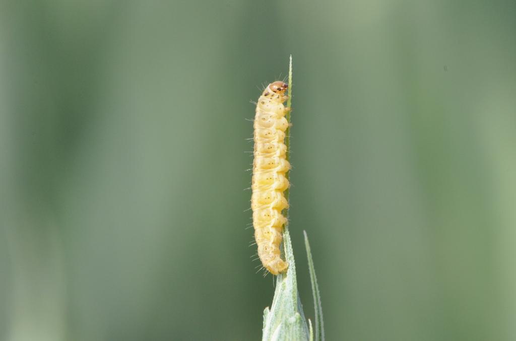 Fot. Larwa Cnephasia longana