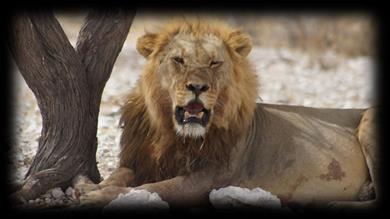 Dzień 12/13 wtorek-sroda Czas Podróży 4h Dystans: 260km Kongola (Caprivi) - Kasane (Botswana) Przeprawa graniczna jest nieprzewidywalna, W zależności od nasilenia ruchu ale nie powinno to trwać