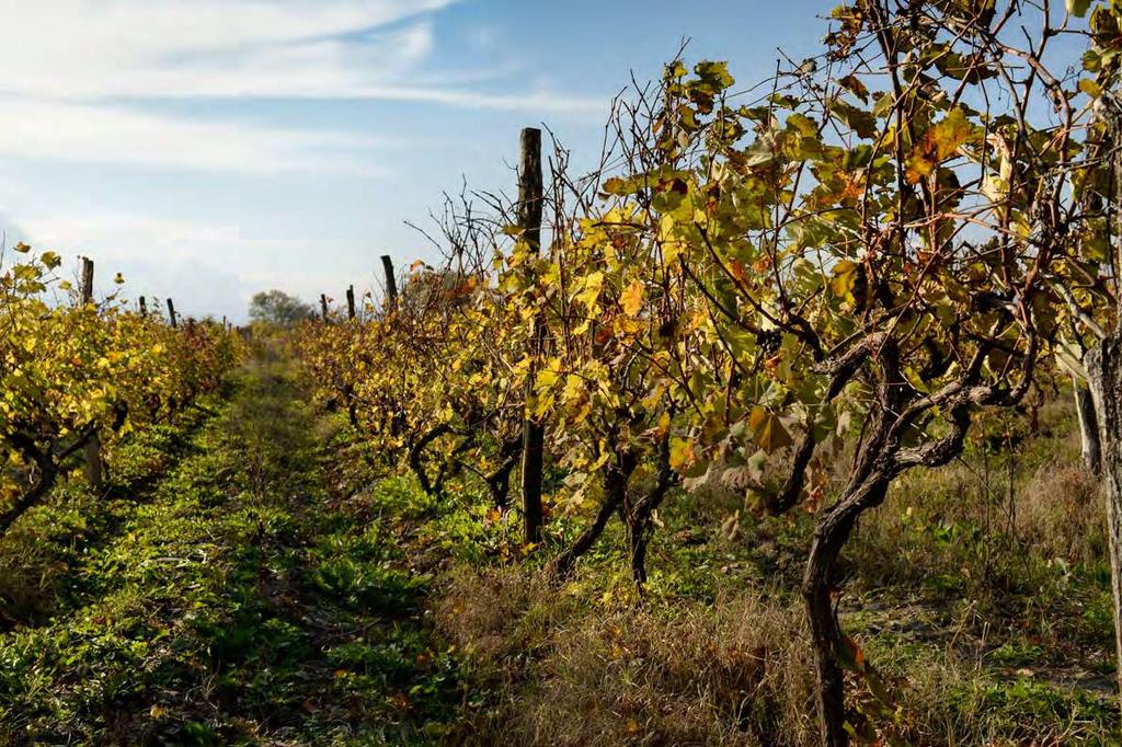 Na obiad udamy się do jednej z najstarszych i tradycyjnych restauracji w Gruzji. Przejazd dalej do regionu Kacheti, stolicy i kolebki wina. Zakwaterowanie.