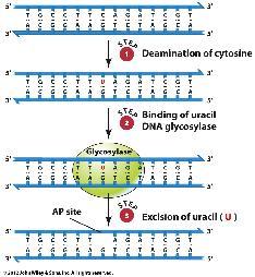 BER deaminacja cytozynypowstaje uracyl utworzenie kompleksu enzym (glikozylaza uracylu) miejsce AP wycięcie uracylu przez glikozyalzę