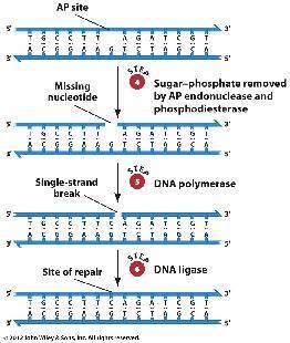 usunięcie cukru z miejsca AP poprzez endonukleazę ( ) pęknięcie jednej nici polimeraza syntetyzuje nowy nukleotyd na matrycy