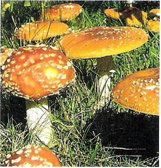 1. Muskaryna (I, muscarine) Alkaloid pochodzenia naturalnego obecny w wielu grzybach. ie ma zastosowania terapeutycznego.