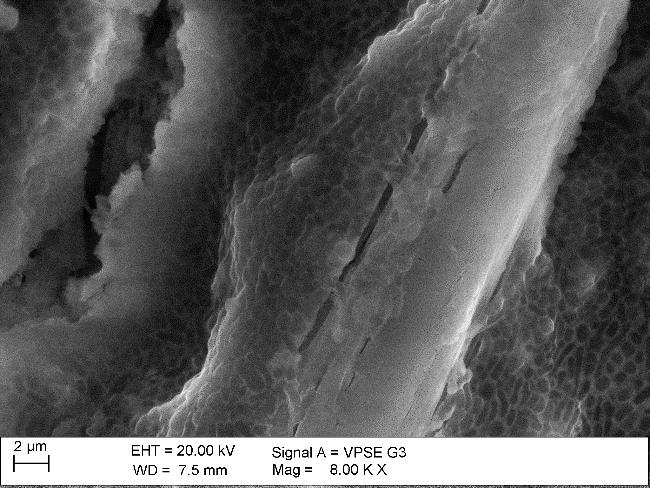 Rysunek 11. Bakterie halofilne na powierzchni cegły, pow.8000x [D10] Rysunek 12. Grzyby Cladosporium na powierzchni cegły, pow.