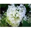 Dane aktualne na dzień: 25-04-2019 23:47 Link do produktu: http://www.goldplants.eu/krzewy-hortensja-bukietowa-grandiflora-hydrangea-paniculata-grandiflora-k88-hp-1668.