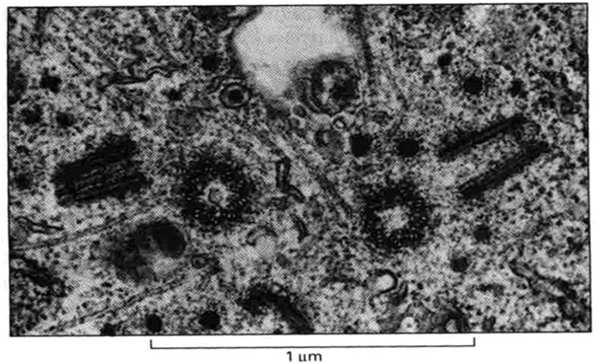 cyklin (Cdk)