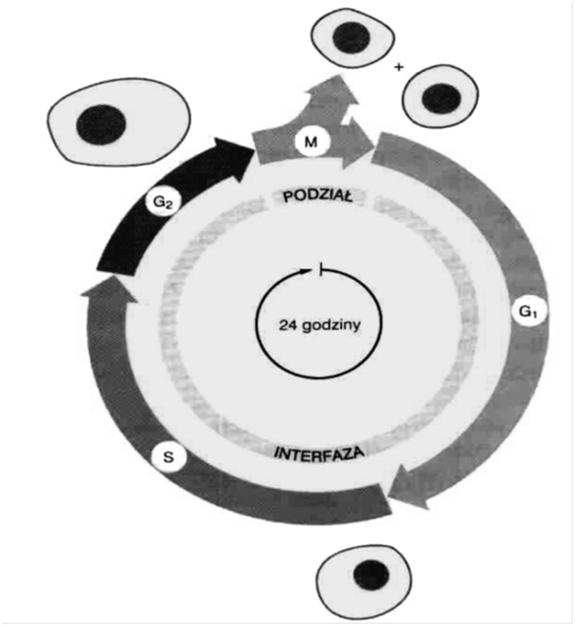 fazy cyklu Komórki : embrionalne
