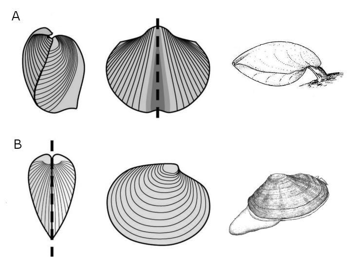 Informacja do zadań 1 i 2 Na ilustracjach A i B przedstawiono schematy obrazujące pokrój zwierząt należących do dwóch różnych typów oraz rysunki dwóch przedstawicieli reprezentujących te typy.