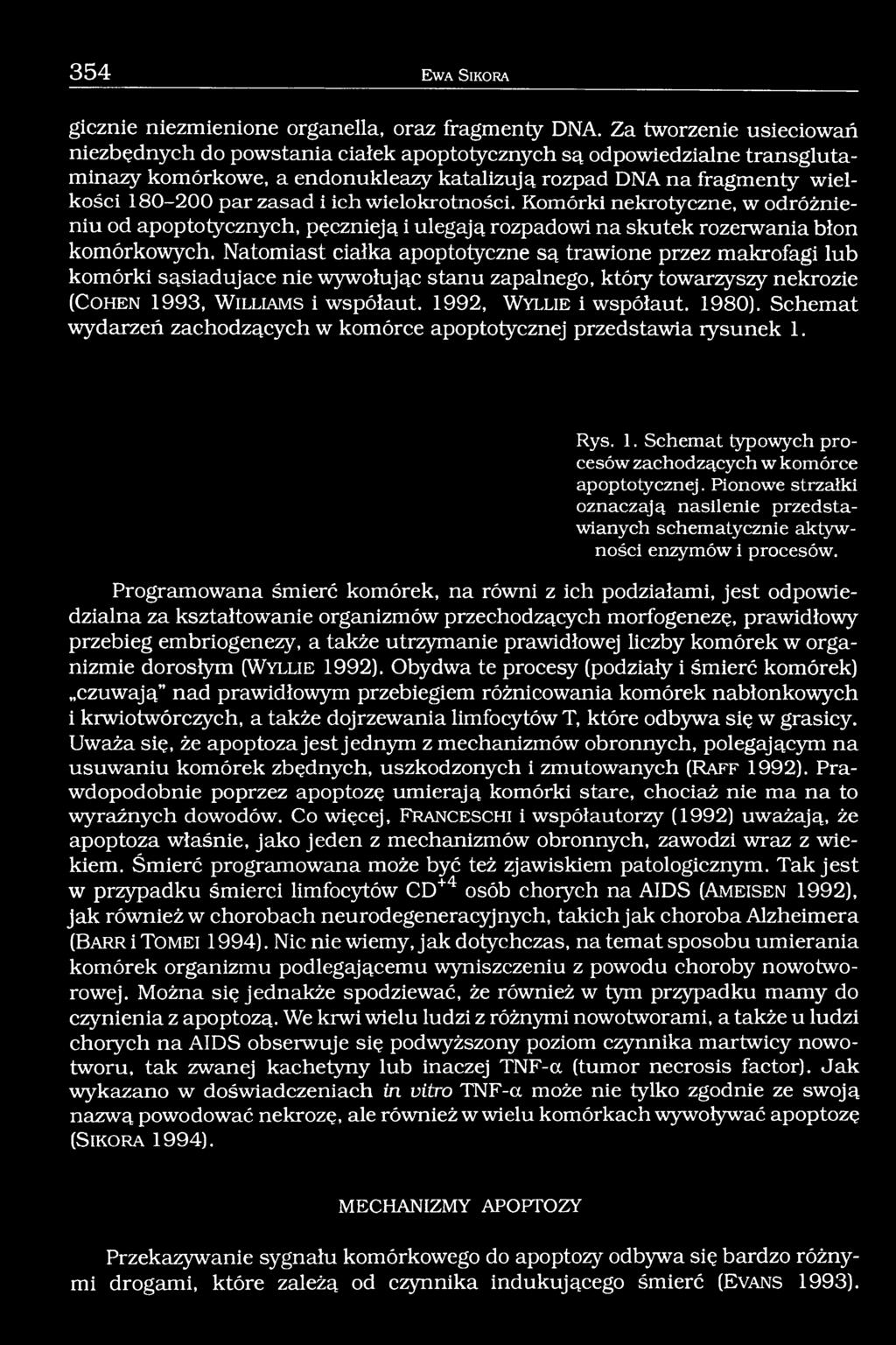 ich wielokrotności. Komórki nekrotyczne, w odróżnieniu od apoptotycznych, pęcznieją i ulegają rozpadowi na skutek rozerwania błon komórkowych.