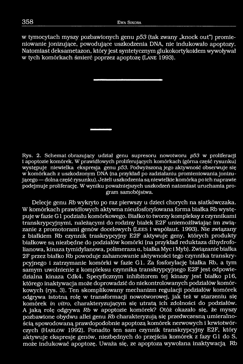 Schemat obrazujący udział genu supresoru nowotworu p53 w proliferacji i apoptozie komórek. W prawidłowych proliferujących komórkach (górna część rysunku) występuje niewielka ekspresja genu p53.
