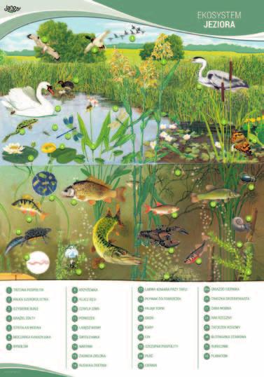 Plansza: Ekosystem łąki i pola, 91x130 cm, laminowana, z drążkami Wymiary planszy: 130 x 91 cm, oprawiona w drążki i laminowana.