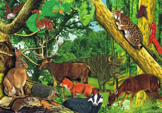 3n 19,00 PLN z VAT Puzzle 88 elementów: Polskie płazy (12 wybranych), z podkładką, w pudełku Edukacyjne 88-elementowe puzzle przedstawiają 12 z 18 polskich płazów na tle środowiska wodnego.